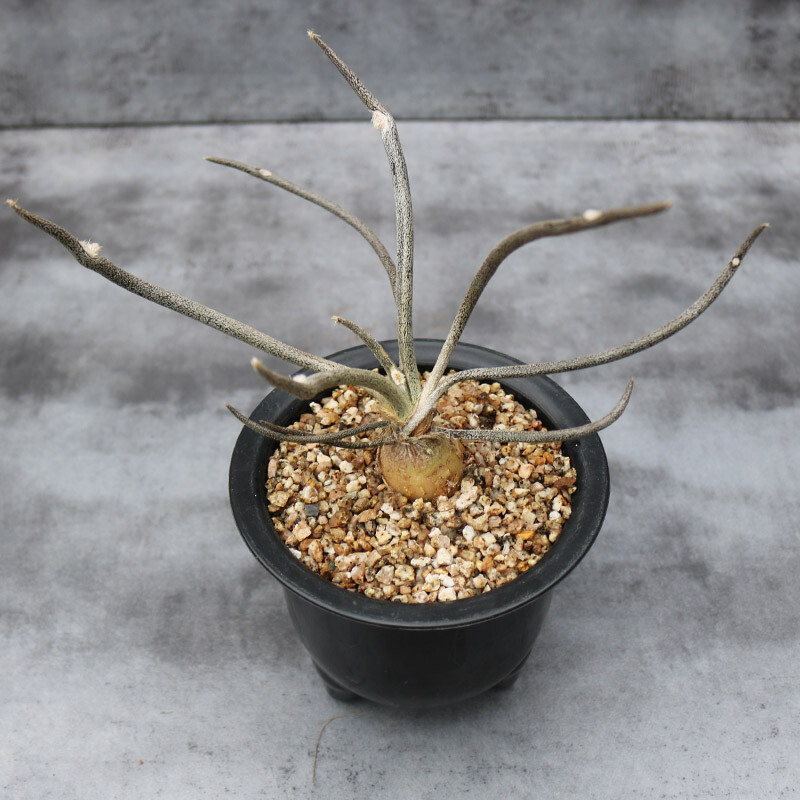 3cm 1PCS Cactus Live Plants Root Tuber Astrophytum Caput-medusae Beautiful Cactus Rare Cactus