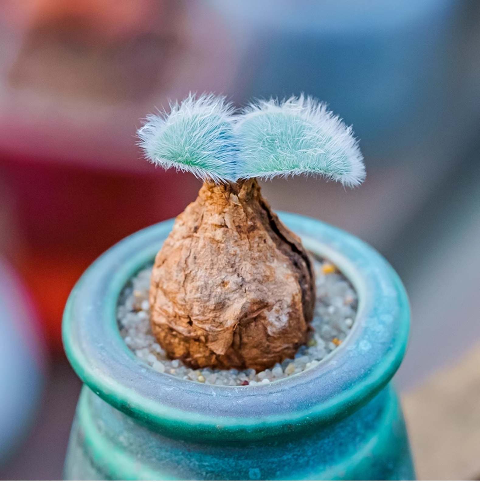 1.5-2cm 1PCS Seedling Cactus Live Strumaria Villosa Beautiful Garden root tuber succulent plant Planting