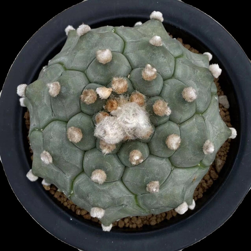 4-5cm 1PCS Cactus Live Plants Astrophytum Asterias Cv Kikkos Beautiful Rare Cactus