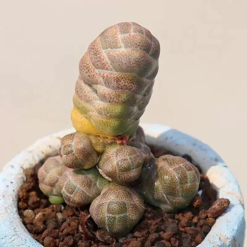 5cm 1PCS Seedling Cactus Live Plants Crassula Barklyi Beautiful Cactus Rare Garden Succulent plant