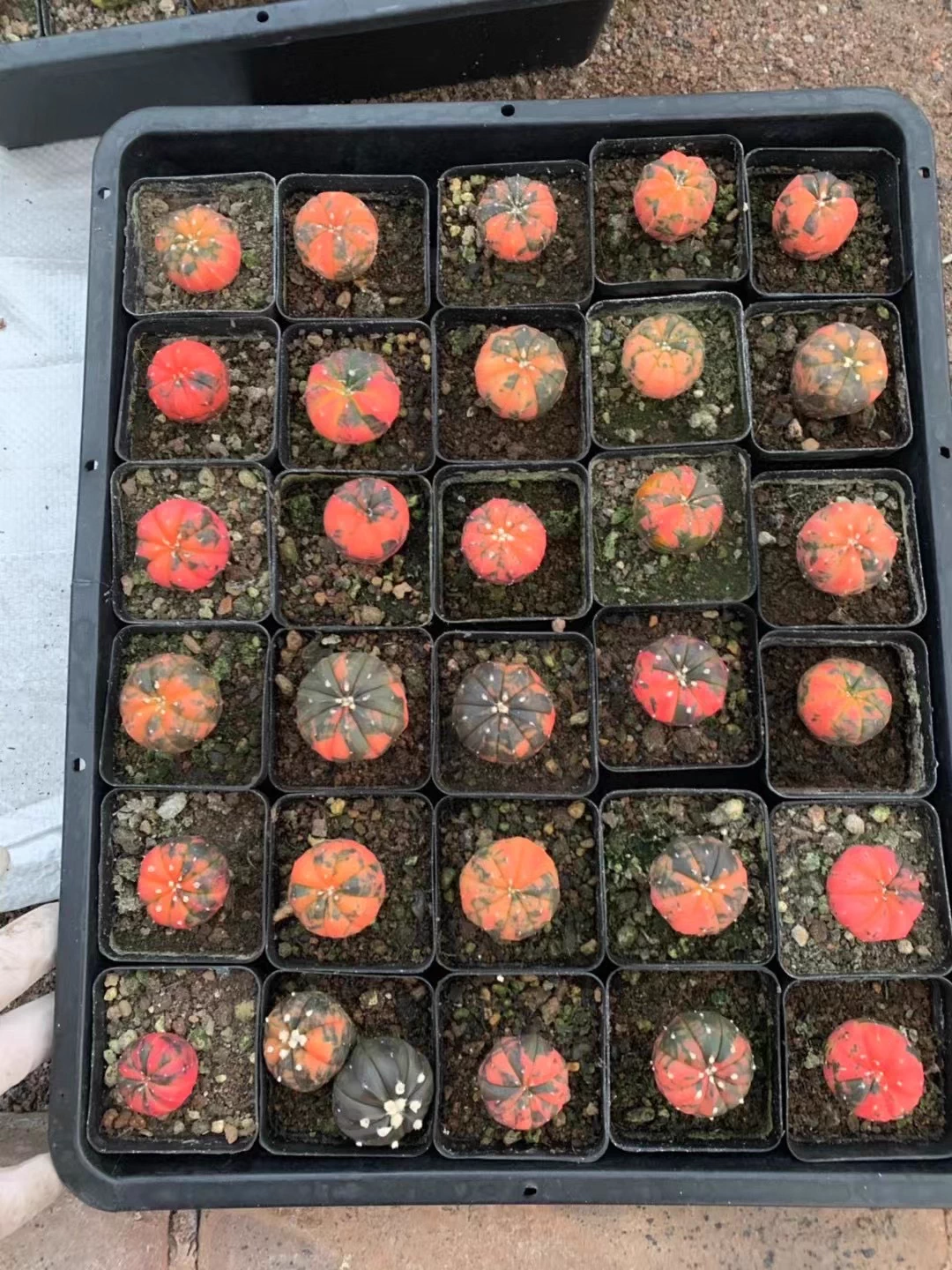 2.5cm 1PCS Cactus Live Plants Astrophytum Asterias Red Variegated Beautiful Rare Cactus