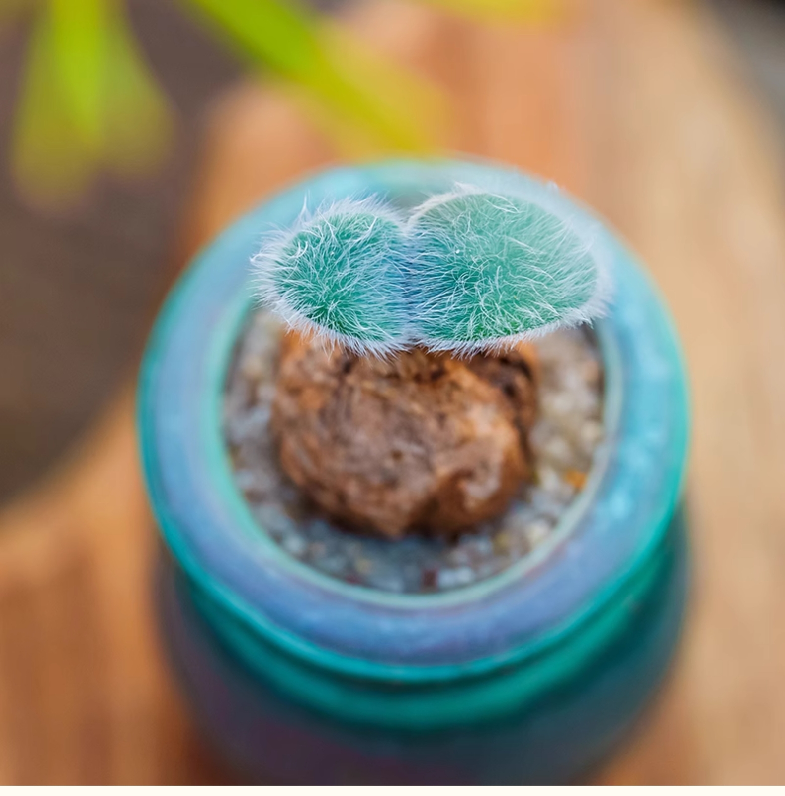 1.5-2cm 1PCS Seedling Cactus Live Strumaria Villosa Beautiful Garden root tuber succulent plant Planting