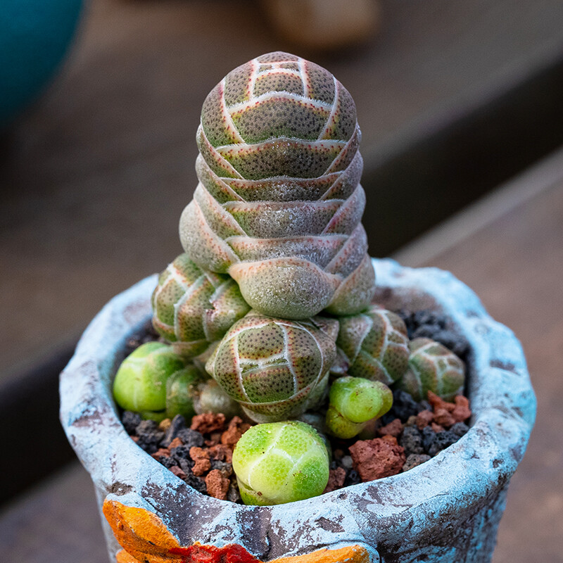 5cm 1PCS Seedling Cactus Live Plants Crassula Barklyi Beautiful Cactus Rare Garden Succulent plant