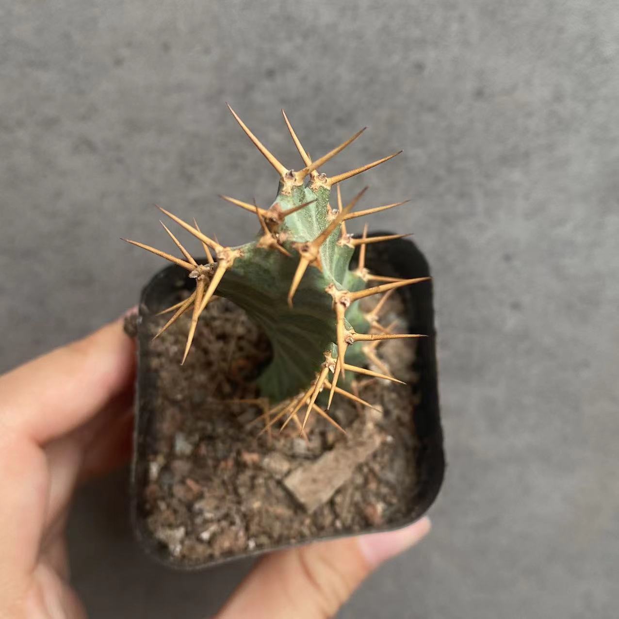 6-8cm Seedling Cactus Live Plants Euphorbia Virosa Beautiful Cactus Rare Garden plants