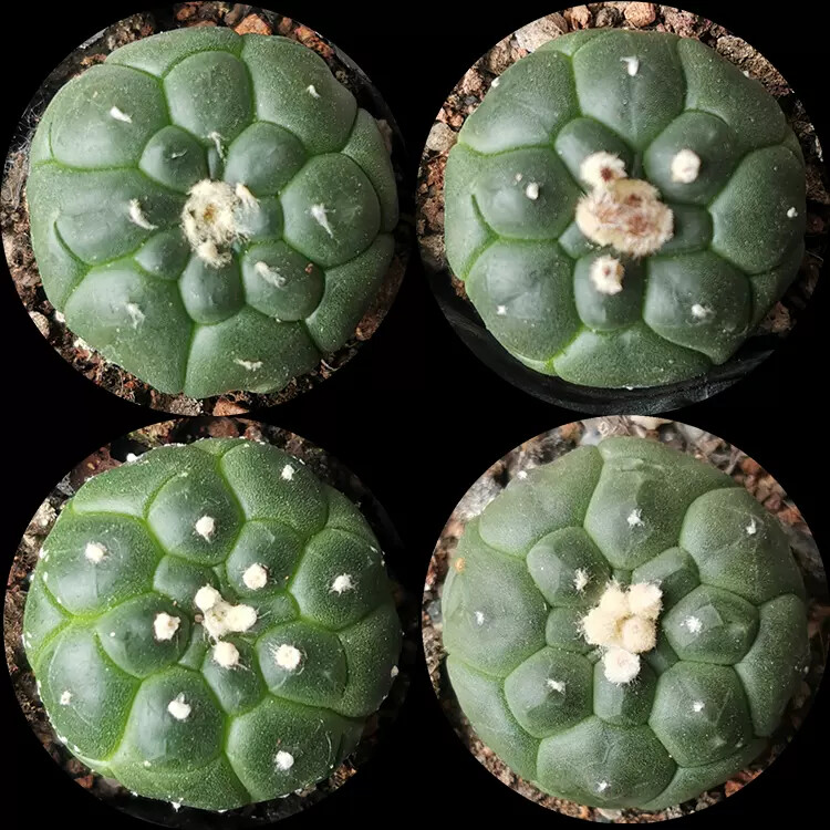 4-5cm 1PCS Cactus Live Plants Astrophytum Asterias Cv Kikkos Beautiful Rare Cactus