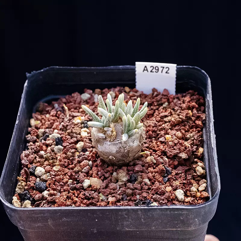 2-2.5cm 1PCS Seedling Cactus Live Plants Avonia Quinaria Beautiful Cactus Rare Root Tuber succulent plants