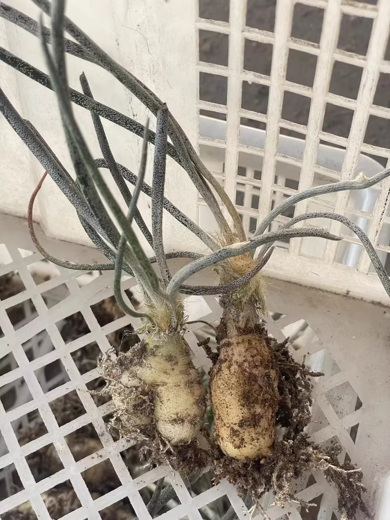 3cm 1PCS Cactus Live Plants Root Tuber Astrophytum Caput-medusae Beautiful Cactus Rare Cactus