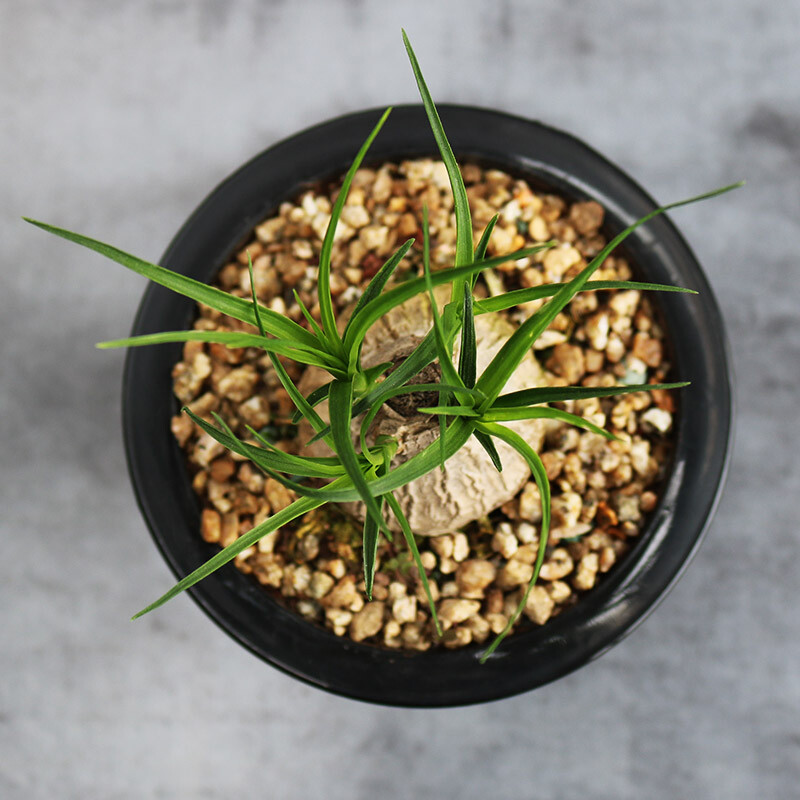 4-5cm 1PCS Seedling Cactus Live Plants Beaucarnea Recurvata Beautiful Garden Rare Succulent plant