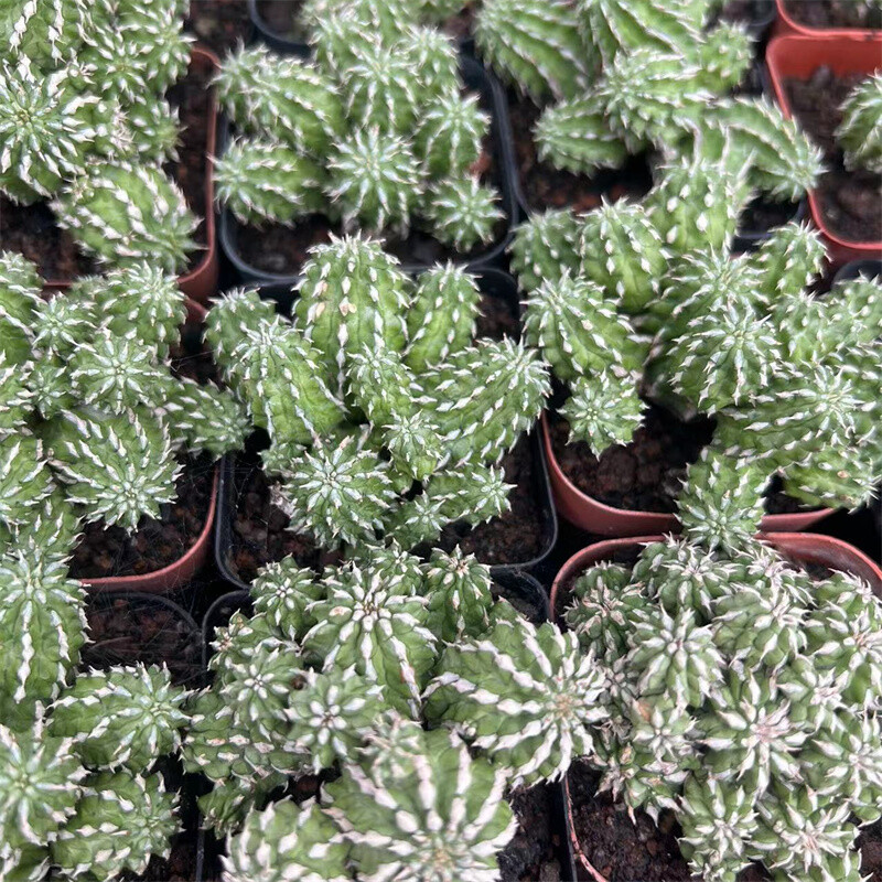 4-5cm 1PCS Multiple heads Cactus Live Plants Euphorbia bumper harvest Beautiful Cactus Rare Garden