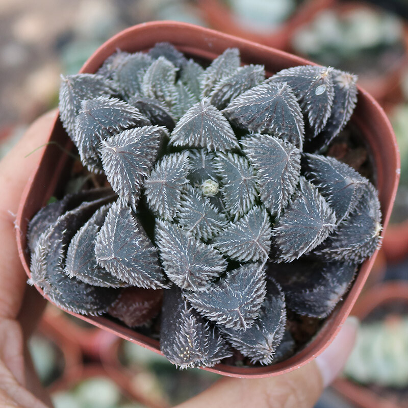 4-5CM 1PCS Seedling Cactus Live Plants Haworthia cooperi var.venusta Hybrid Beautiful Garden succulent Plants