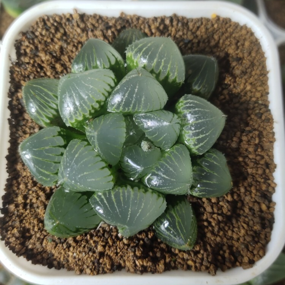 4cm Cactus Live Plants Haworthia Cooperi X Comptoniana Beautiful Rare Gareden succulent plant