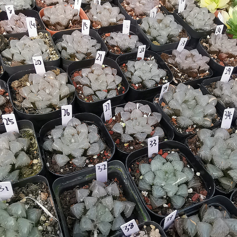 4cm Cactus Live Plants Haworthia Cooperi X Comptoniana Beautiful Rare Gareden succulent plant