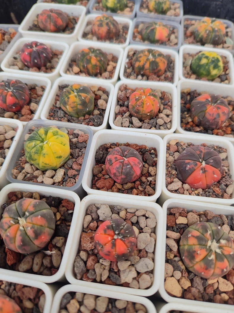 2.5cm 1PCS Cactus Live Plants Astrophytum Asterias Red Variegated Beautiful Rare Cactus