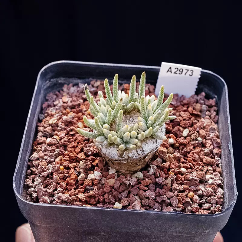 2-2.5cm 1PCS Seedling Cactus Live Plants Avonia Quinaria Beautiful Cactus Rare Root Tuber succulent plants