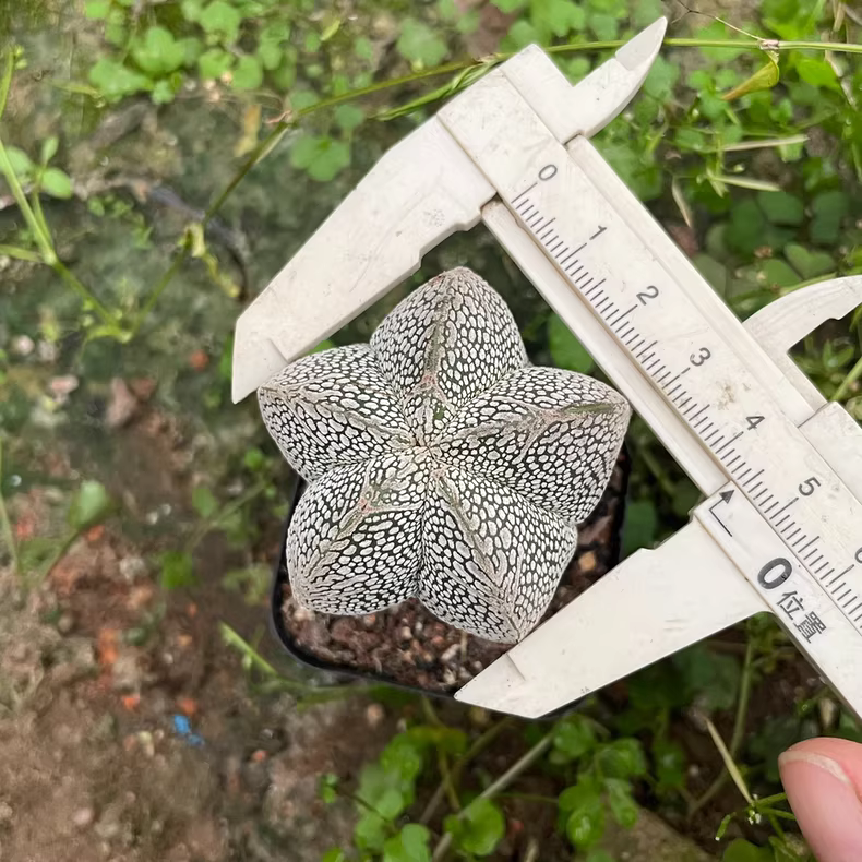 3-4cm 1PCS Seedling Cactus Live Plants Astrophytum Myriostigma Onzuka Beautiful Rare Cactus