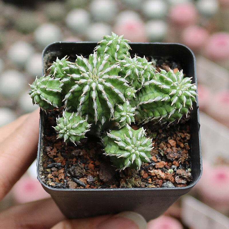 4-5cm 1PCS Multiple heads Cactus Live Plants Euphorbia bumper harvest Beautiful Cactus Rare Garden