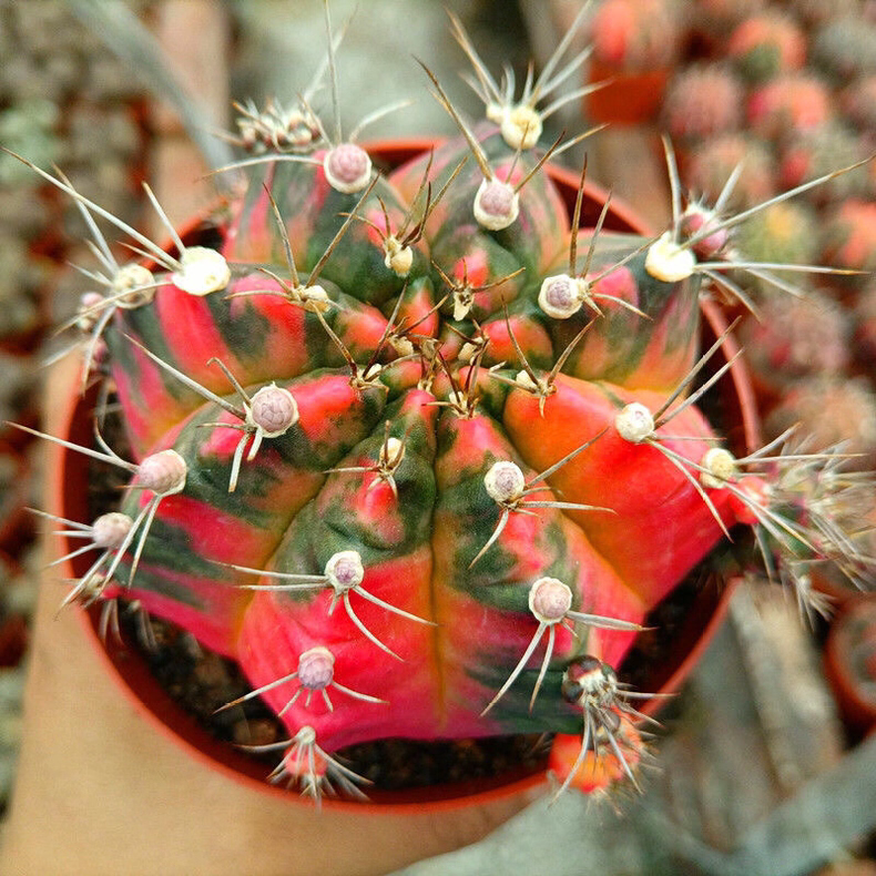 6-7cm Cactus Live Plants Gymnocalycium Variegata Beautiful Cactus Garden Rare Cactus