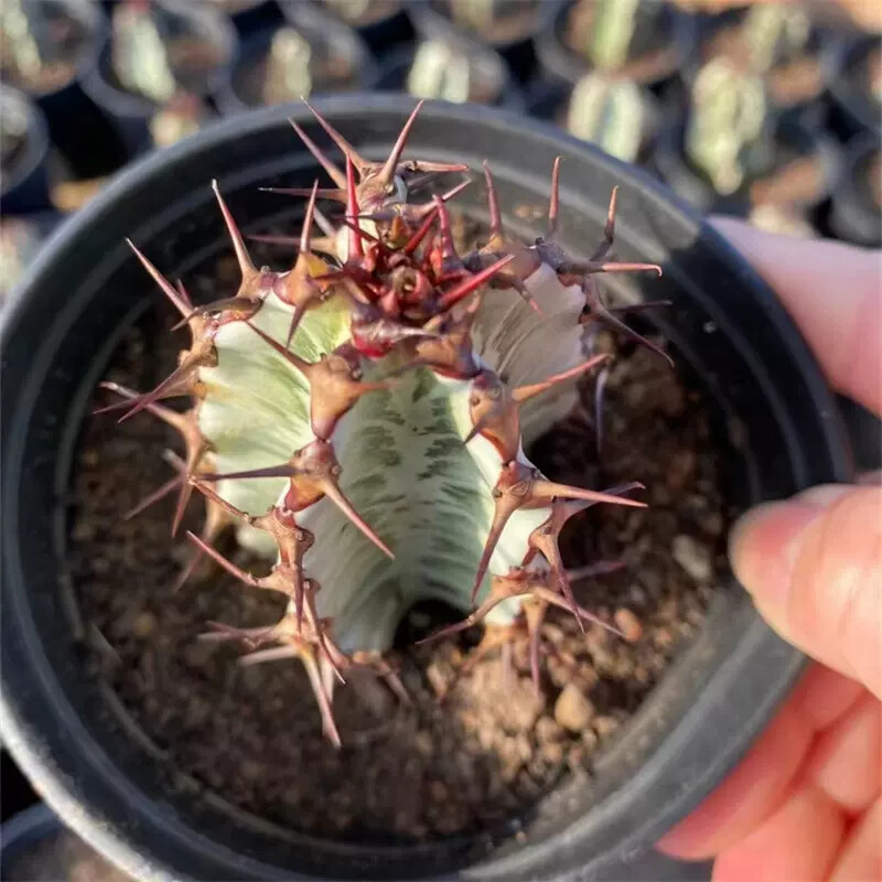 8cm 1PCS Cactus Live Plants Euphorbia Horrida Garden Cactus Rare Beautiful Cactus