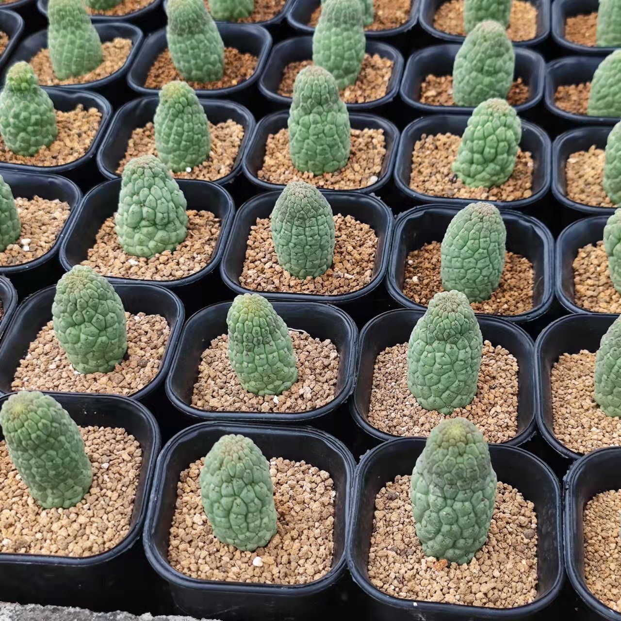 5-6cm 1PCS Rootless Seedling Cactus Live Plants Larryleachia cactiformise Beautiful Rare garden succulent plant
