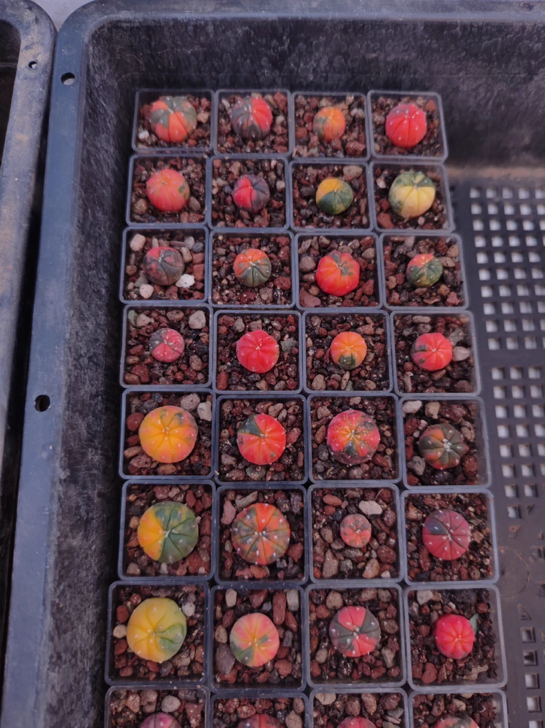 2.5cm 1PCS Cactus Live Plants Astrophytum Asterias Red Variegated Beautiful Rare Cactus