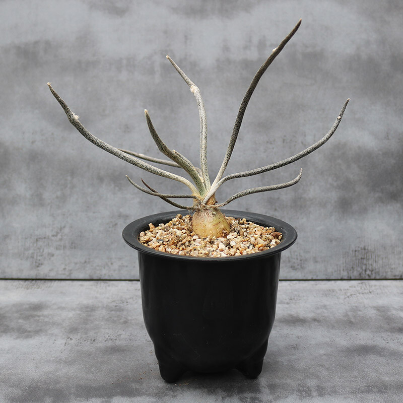 3cm 1PCS Cactus Live Plants Root Tuber Astrophytum Caput-medusae Beautiful Cactus Rare Cactus