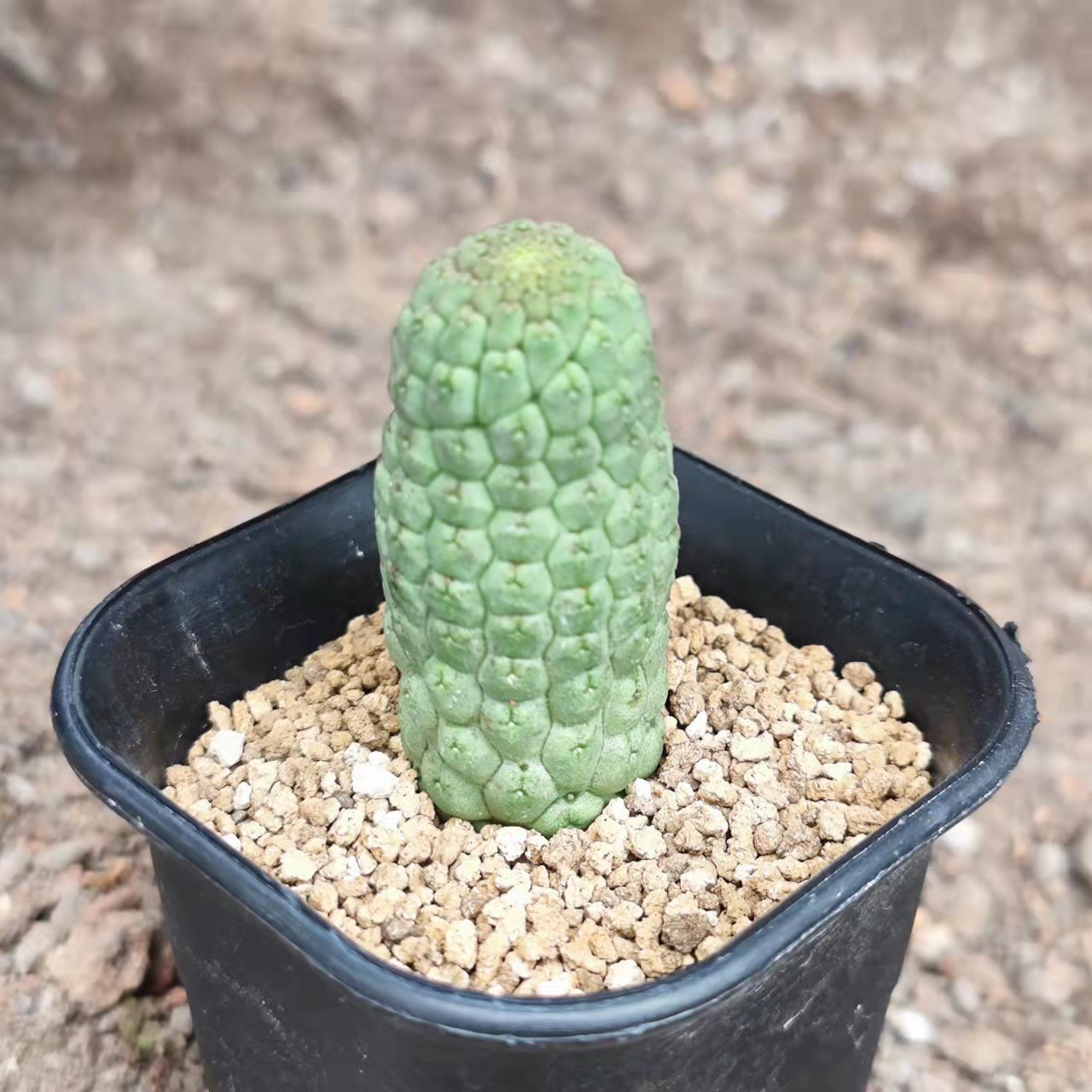 5-6cm 1PCS Rootless Seedling Cactus Live Plants Larryleachia cactiformise Beautiful Rare garden succulent plant