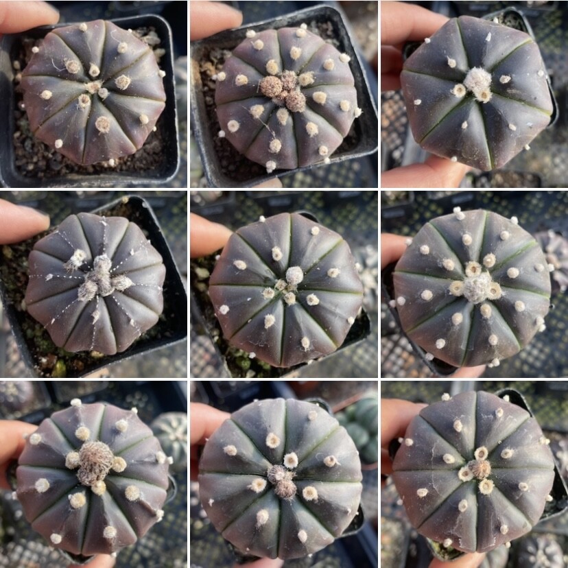 3PCS 3cm Cactus Live Plants Astrophytum Asterias Purple Astrophytum Beautiful Garden Rare Outdoor Planting