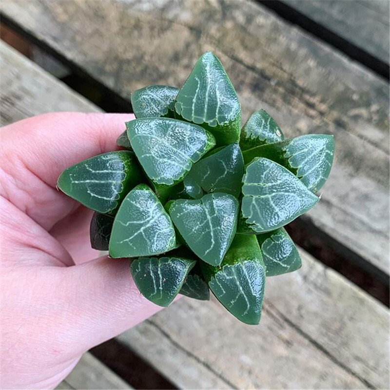 5-6cm 1PCS Seedling Succulent Live Plants Harworthia Monilaria Beautiful Cactus Rare Cactus