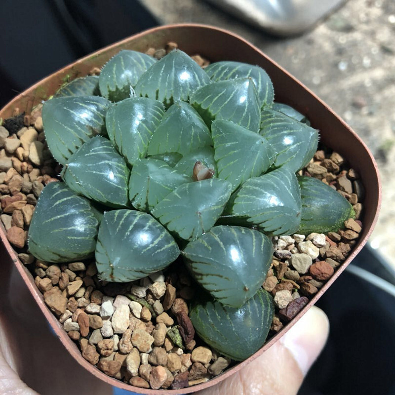 4cm Cactus Live Plants Haworthia Cooperi X Comptoniana Beautiful Rare Gareden succulent plant