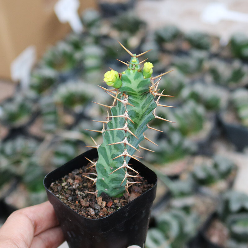 6-8cm Seedling Cactus Live Plants Euphorbia Virosa Beautiful Cactus Rare Garden plants