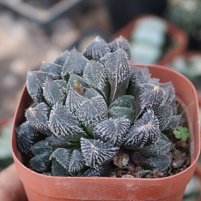 4-5CM 1PCS Seedling Cactus Live Plants Haworthia cooperi var.venusta Hybrid Beautiful Garden succulent Plants