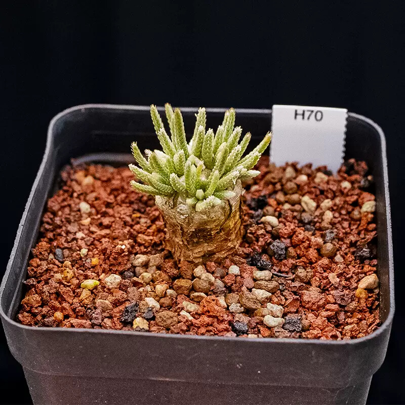 2-2.5cm 1PCS Seedling Cactus Live Plants Avonia Quinaria Beautiful Cactus Rare Root Tuber succulent plants