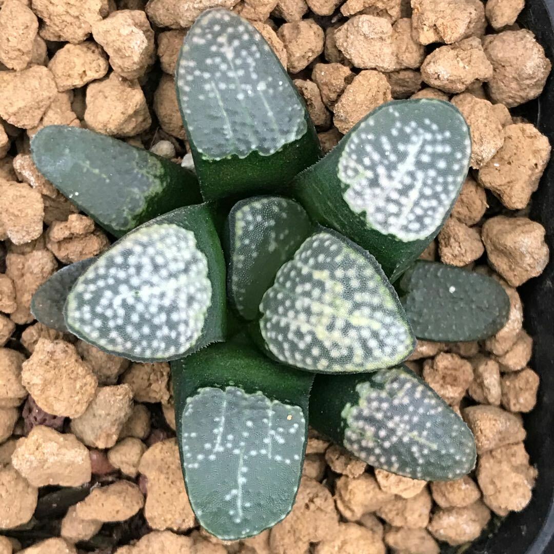 4CM 1PCS Succulent Live Plants Haworthia Groenewaldii Beautiful Rare Garden Cactus Plants