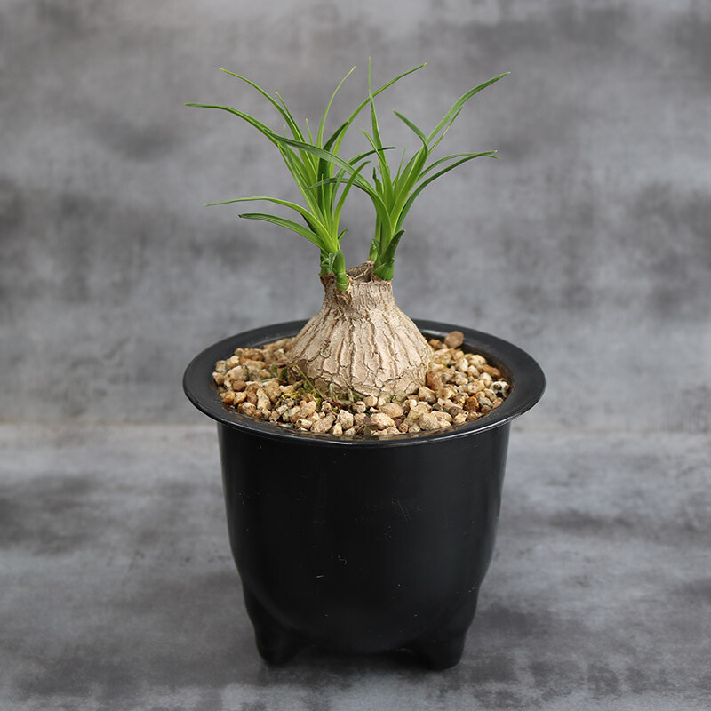 4-5cm 1PCS Seedling Cactus Live Plants Beaucarnea Recurvata Beautiful Garden Rare Succulent plant