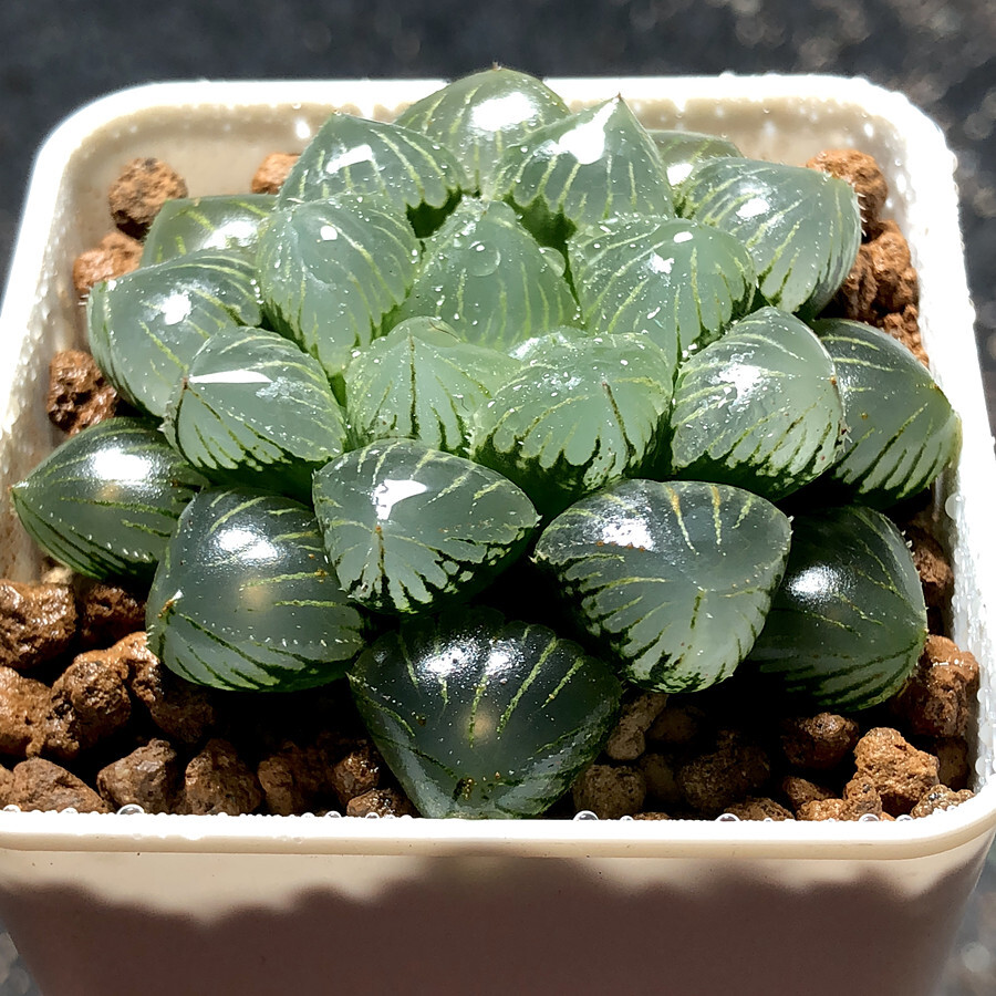 4cm Cactus Live Plants Haworthia Cooperi X Comptoniana Beautiful Rare Gareden succulent plant