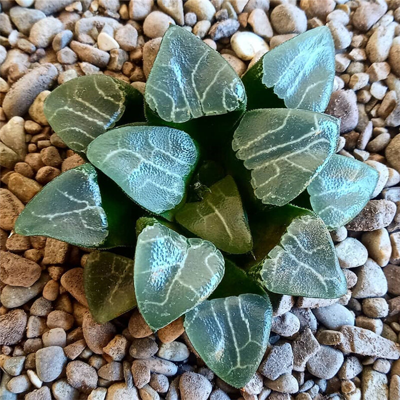 5-6cm 1PCS Seedling Succulent Live Plants Harworthia Monilaria Beautiful Cactus Rare Cactus