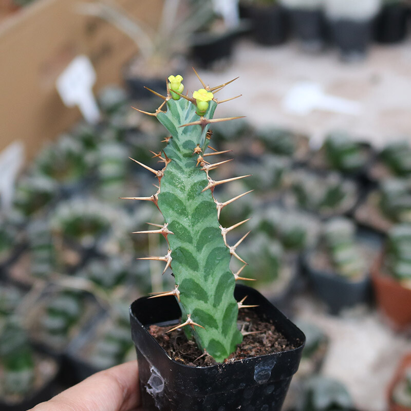 6-8cm Seedling Cactus Live Plants Euphorbia Virosa Beautiful Cactus Rare Garden plants