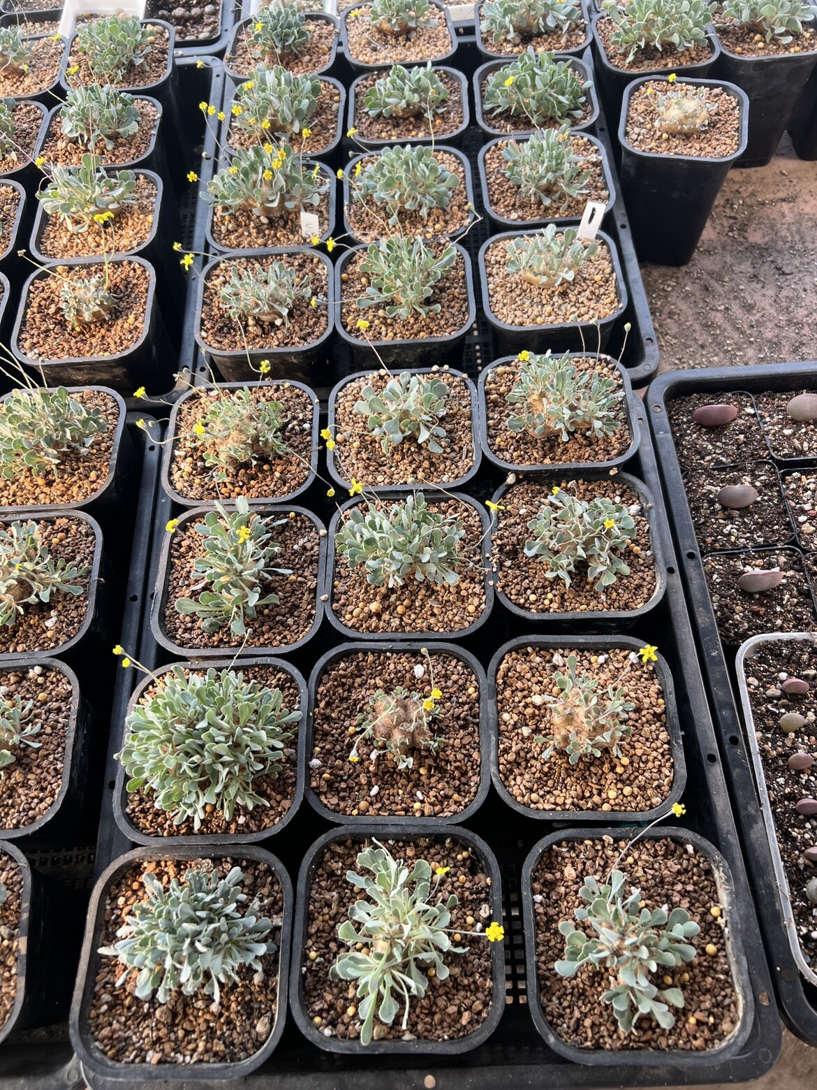 2.5-3CM 1PCS Seedling Cactus Live Plants Othonna Cacalioides Beautiful Rare root tuber succulent plant