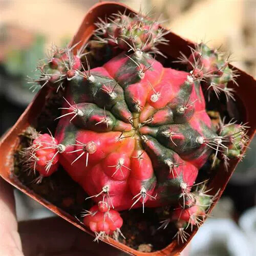6-7cm Cactus Live Plants Gymnocalycium Variegata Beautiful Cactus Garden Rare Cactus