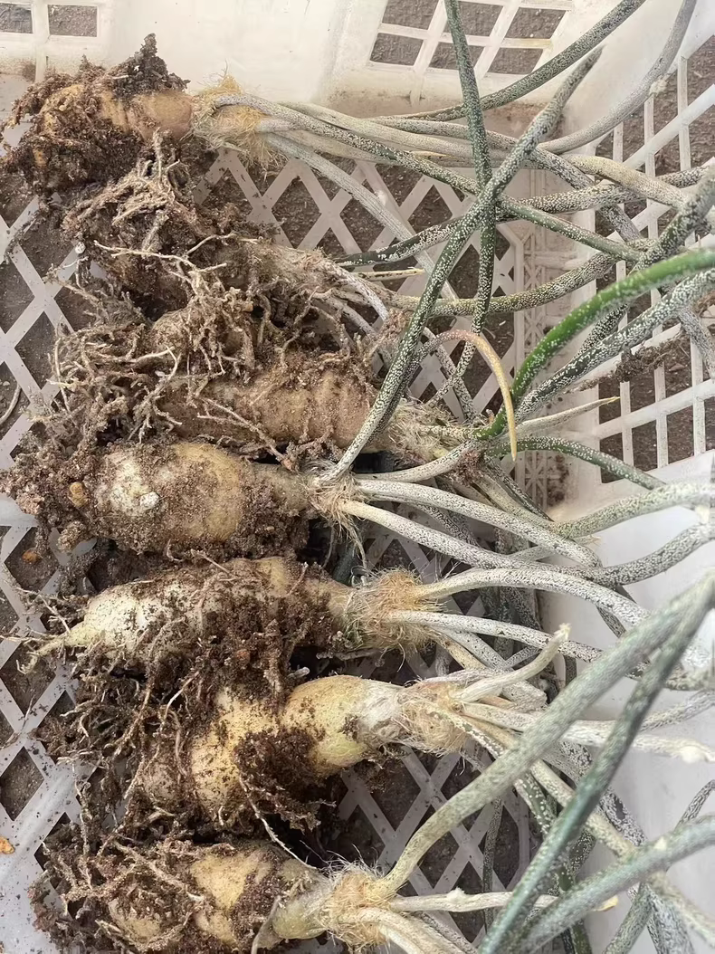 3cm 1PCS Cactus Live Plants Root Tuber Astrophytum Caput-medusae Beautiful Cactus Rare Cactus