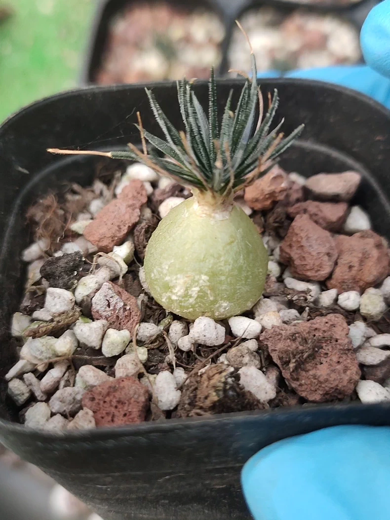 1.5cm 1PCS Seedling Succulent Live Plants Ornithogalum sardienii Beautiful Rare Gareden bulb Succulent Plants