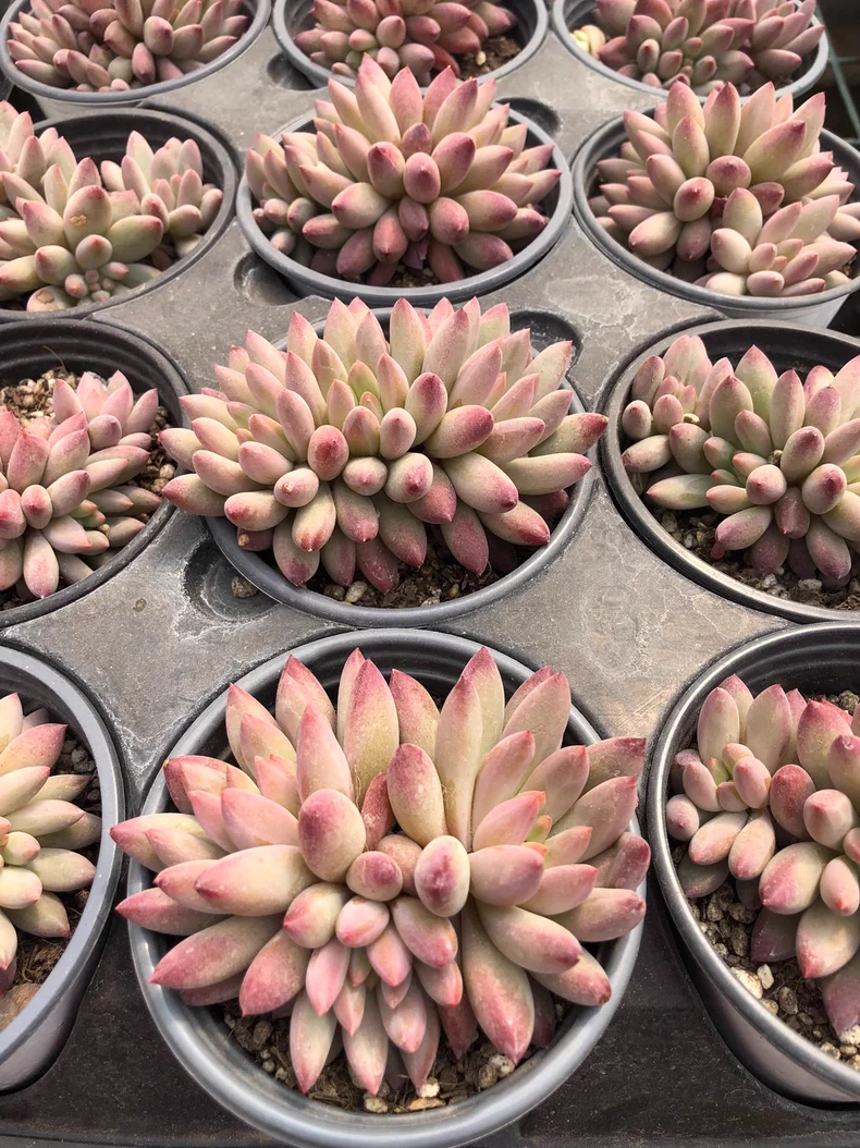 7-9cm 1PCS Double-headed Succulent Live Plants Pachysedum Ganzhou Hybied Beautiful Rare Gareden Succulent