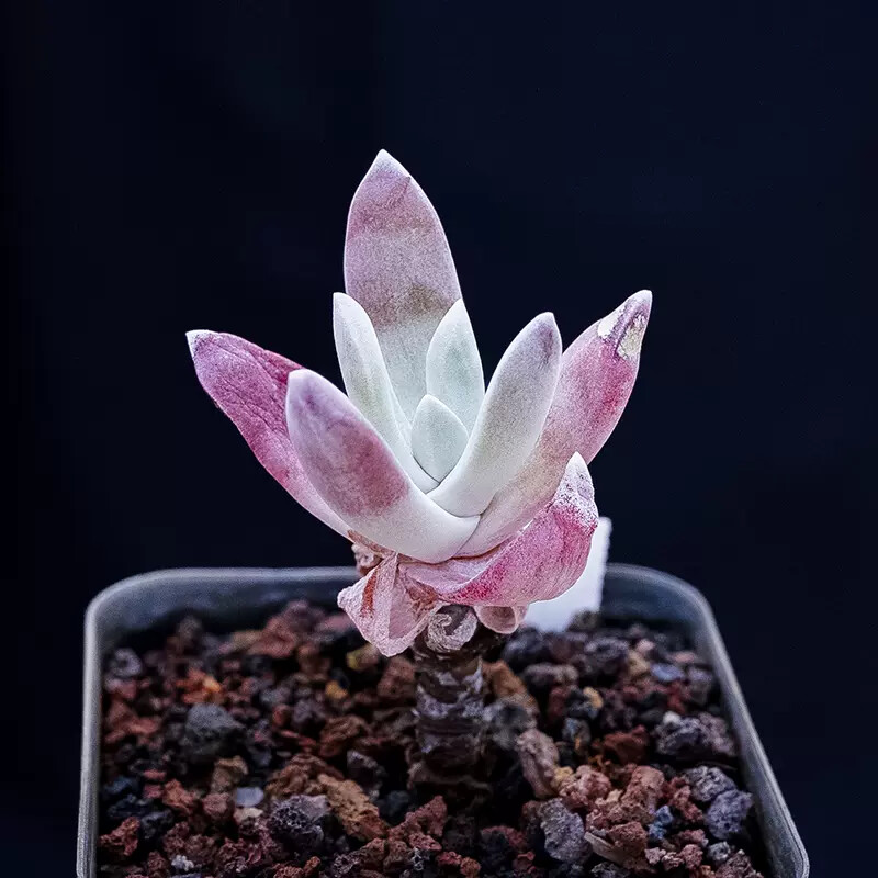 5-6cm 1PCS Seedling Succulent Live Plants Dudleya Caespitosa Beautiful Rare Garden succulent plants