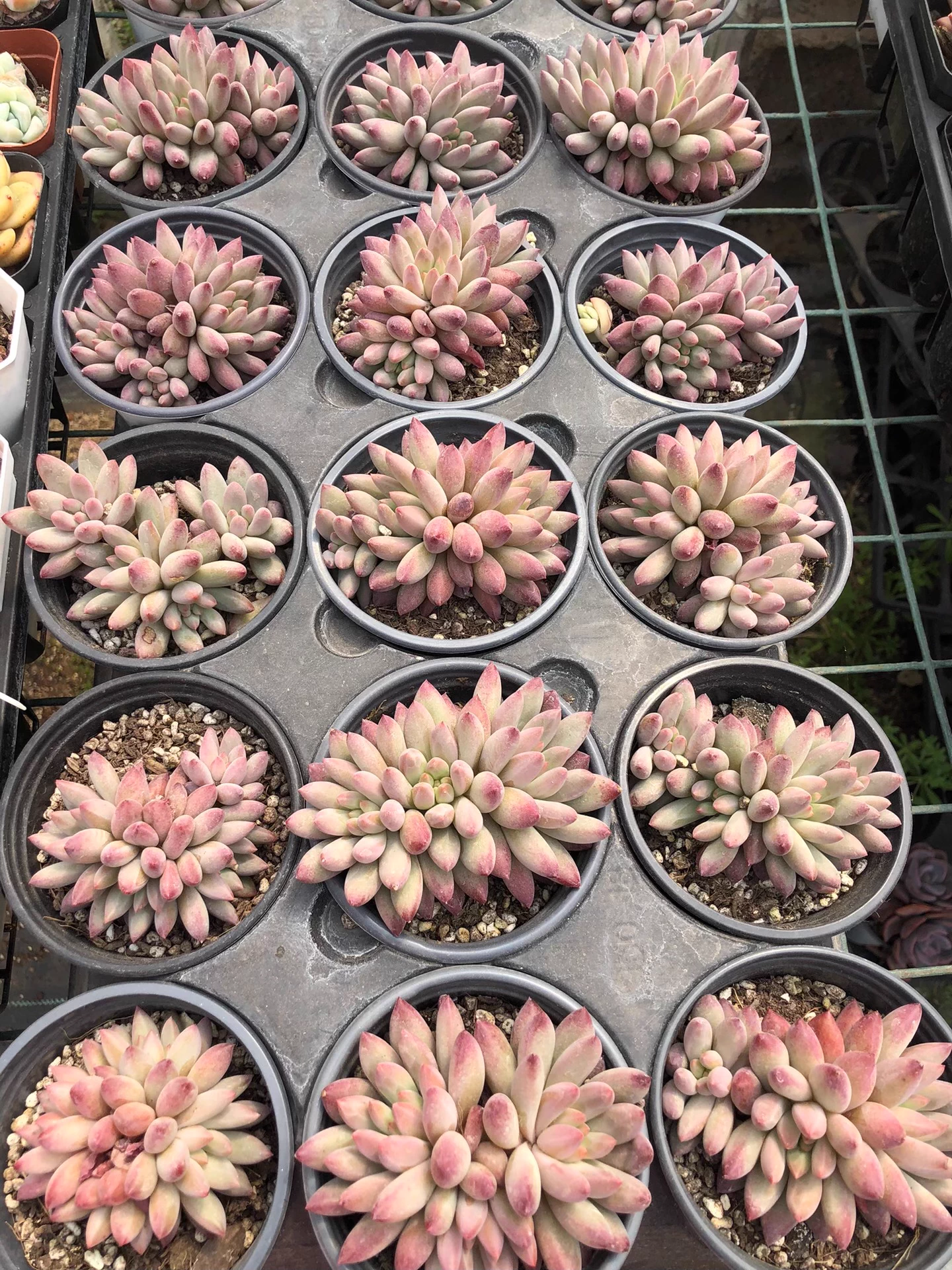 7-9cm 1PCS Double-headed Succulent Live Plants Pachysedum Ganzhou Hybied Beautiful Rare Gareden Succulent