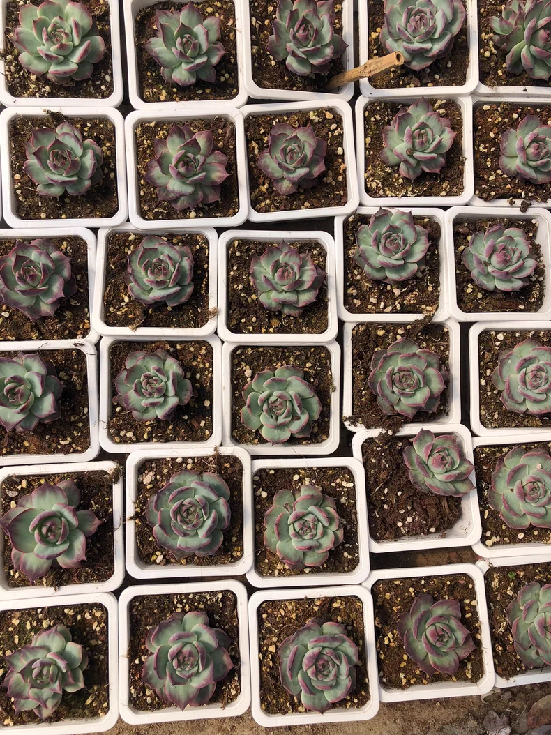 5cm 1PCS Seedling Succulent Live Plants Cotyledon Oophylla Beautiful Rare Gareden Succulent