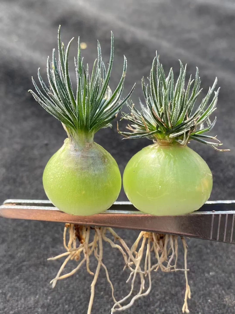 1.5cm 1PCS Seedling Succulent Live Plants Ornithogalum sardienii Beautiful Rare Gareden bulb Succulent Plants