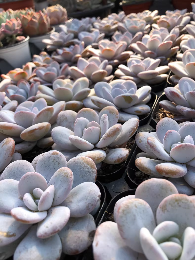 6cm 1PCS Succulent Live Plants Echeveria laui Moran Beautiful Rare Gareden Succulent