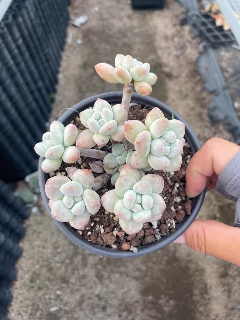 9cm 1PCS Succulent Plants Cotyledon Oophylla group Beautiful Rare Gareden Succulent