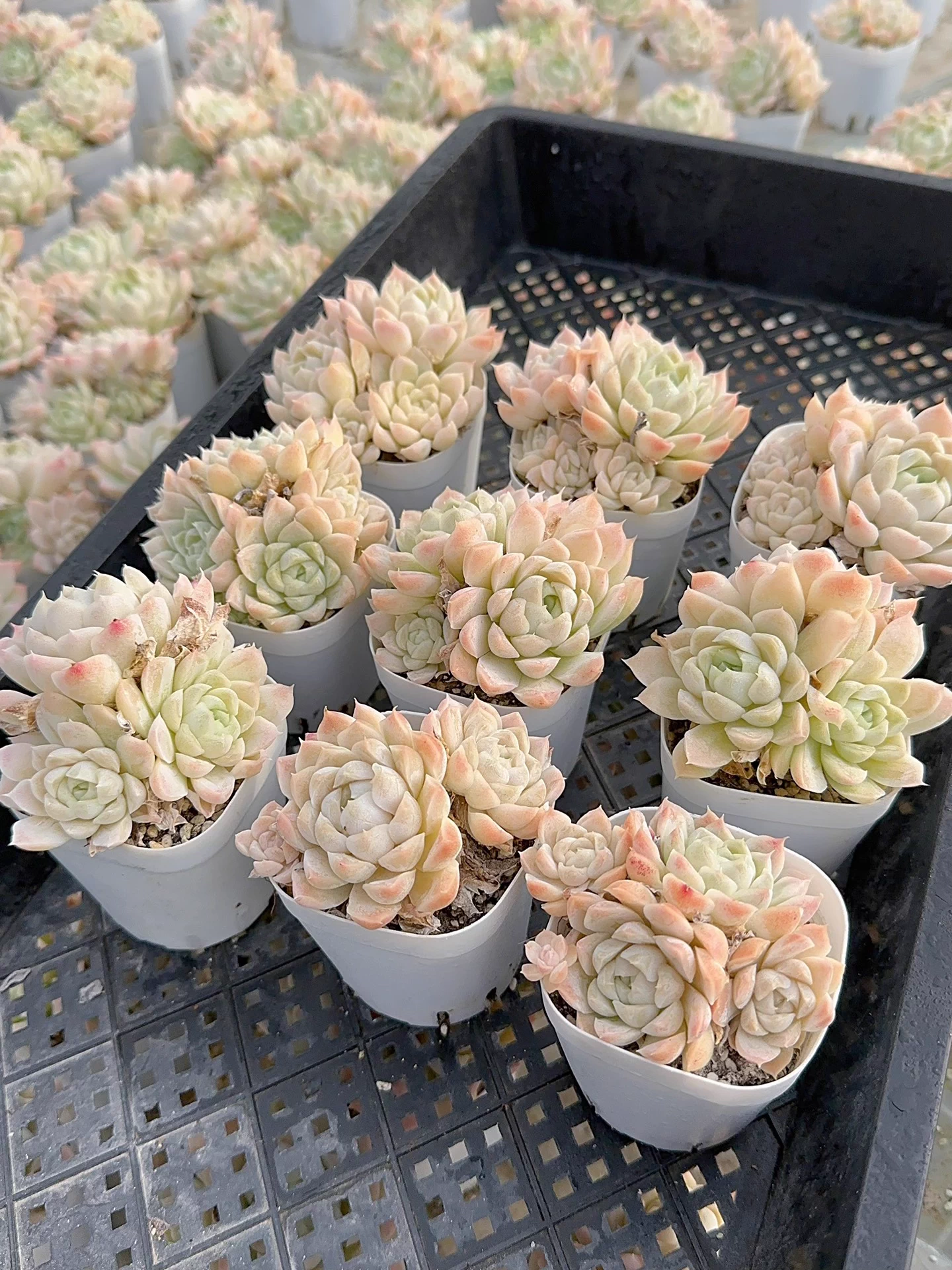 6-7cm 1PCS Succulent Liave Plants Echeveria White Moon group Beautiful Rare Gareden Succulent
