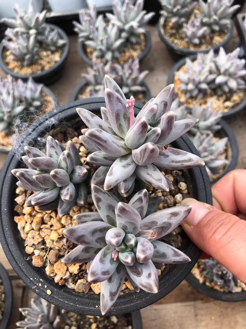 12cm 1PCS Succulent Plants Pachyphytum compactum Rose group Beautiful Rare Gareden Succulent